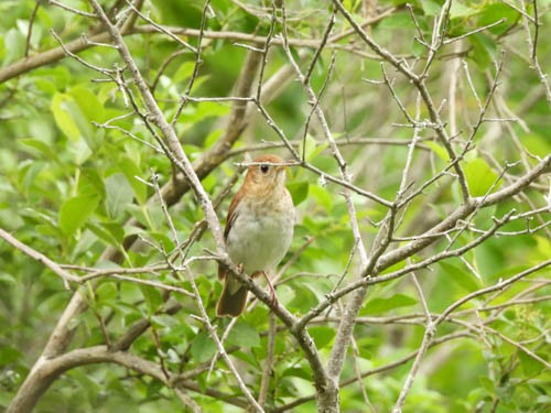 Veery - ML620704494