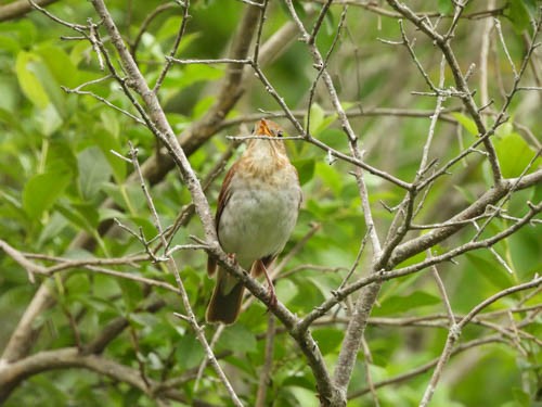 Veery - ML620704495