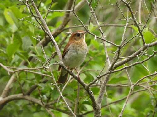 Veery - ML620704496