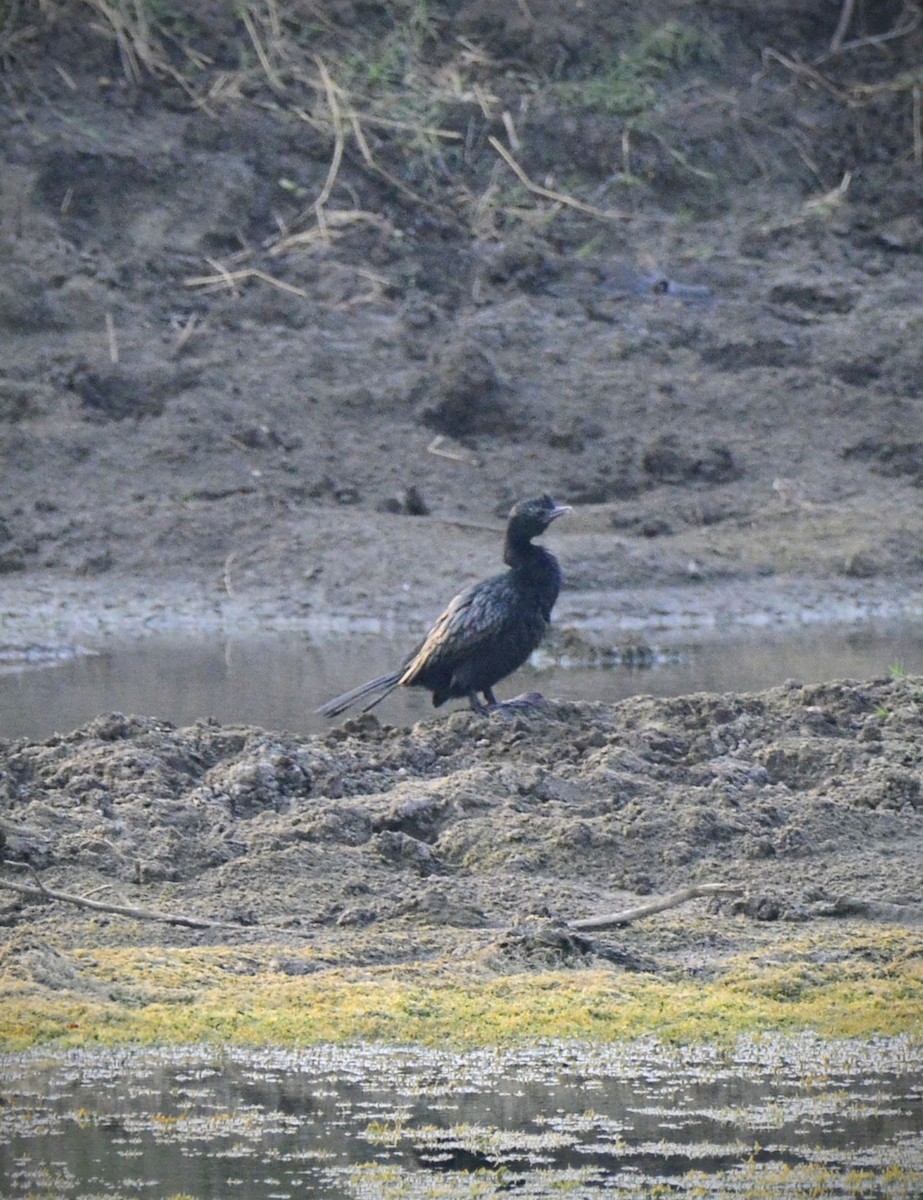 Indian Cormorant - ML620704497