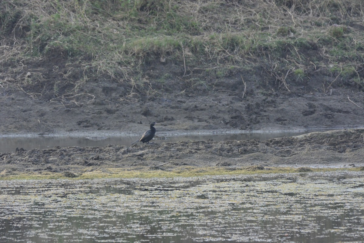 Indian Cormorant - ML620704500