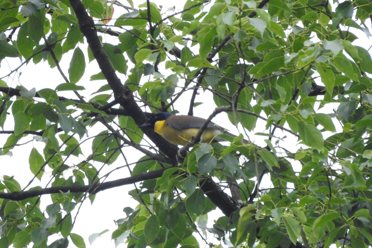 Blue-crowned Laughingthrush - ML620704507