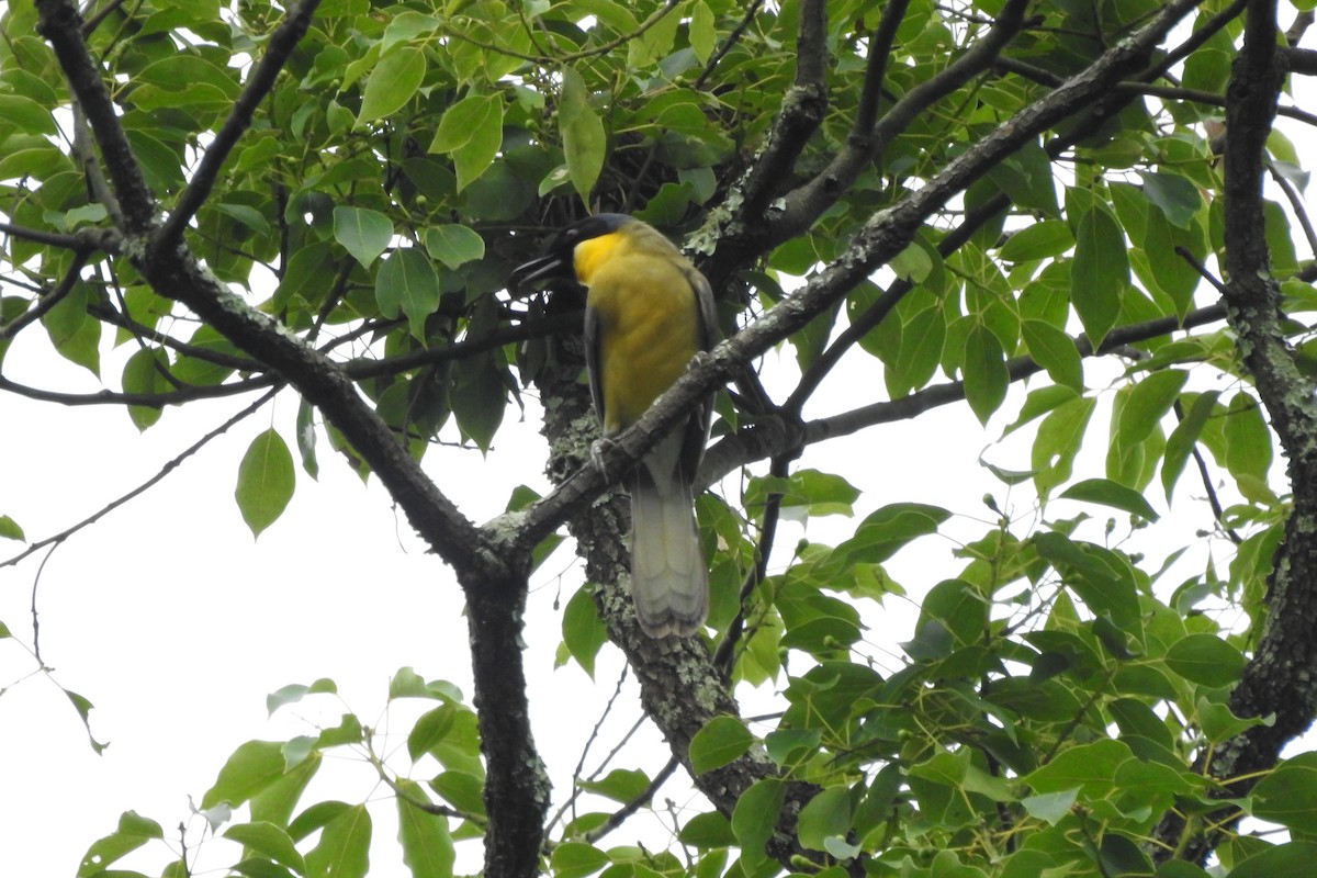 Blue-crowned Laughingthrush - ML620704508