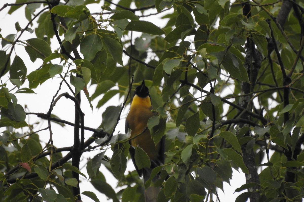 Blue-crowned Laughingthrush - ML620704510