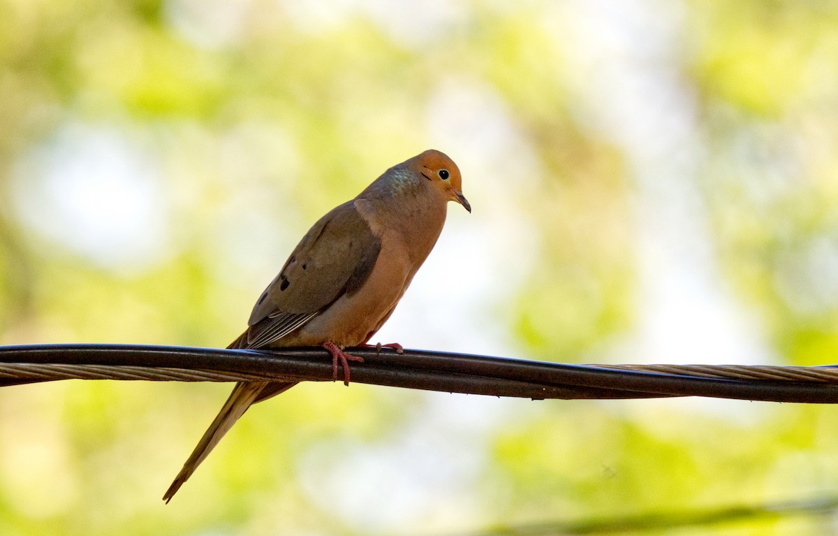 Mourning Dove - ML620704514