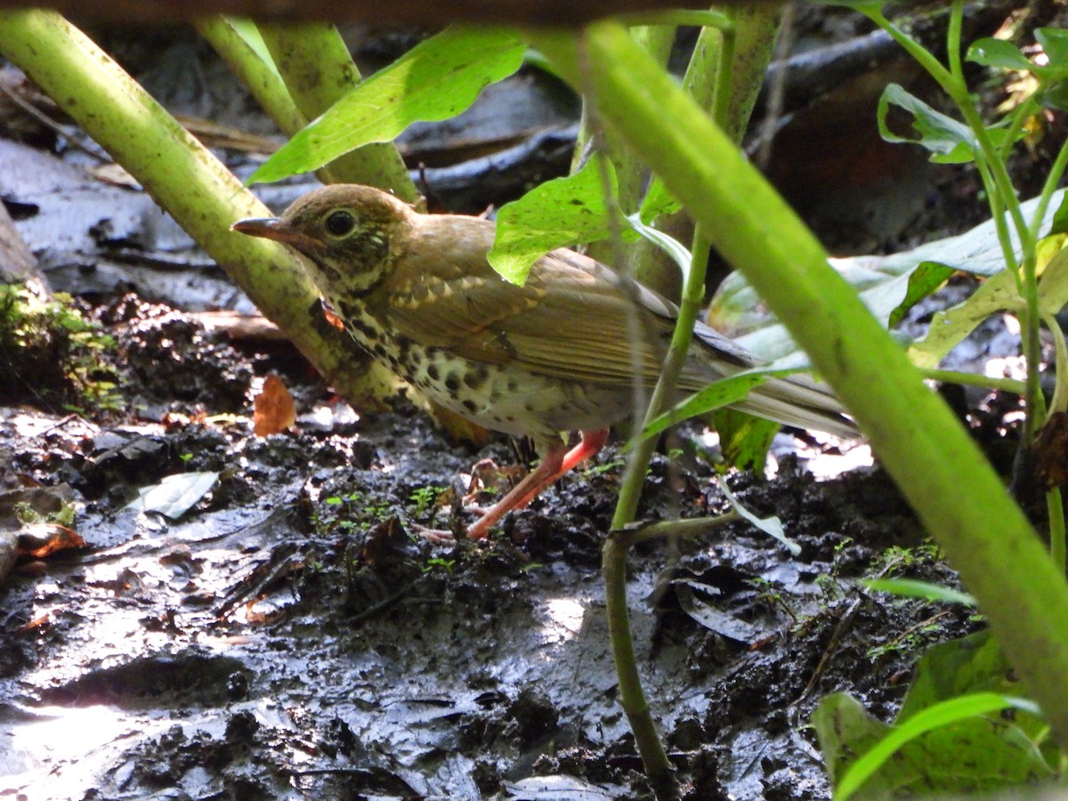 Wood Thrush - ML620704516