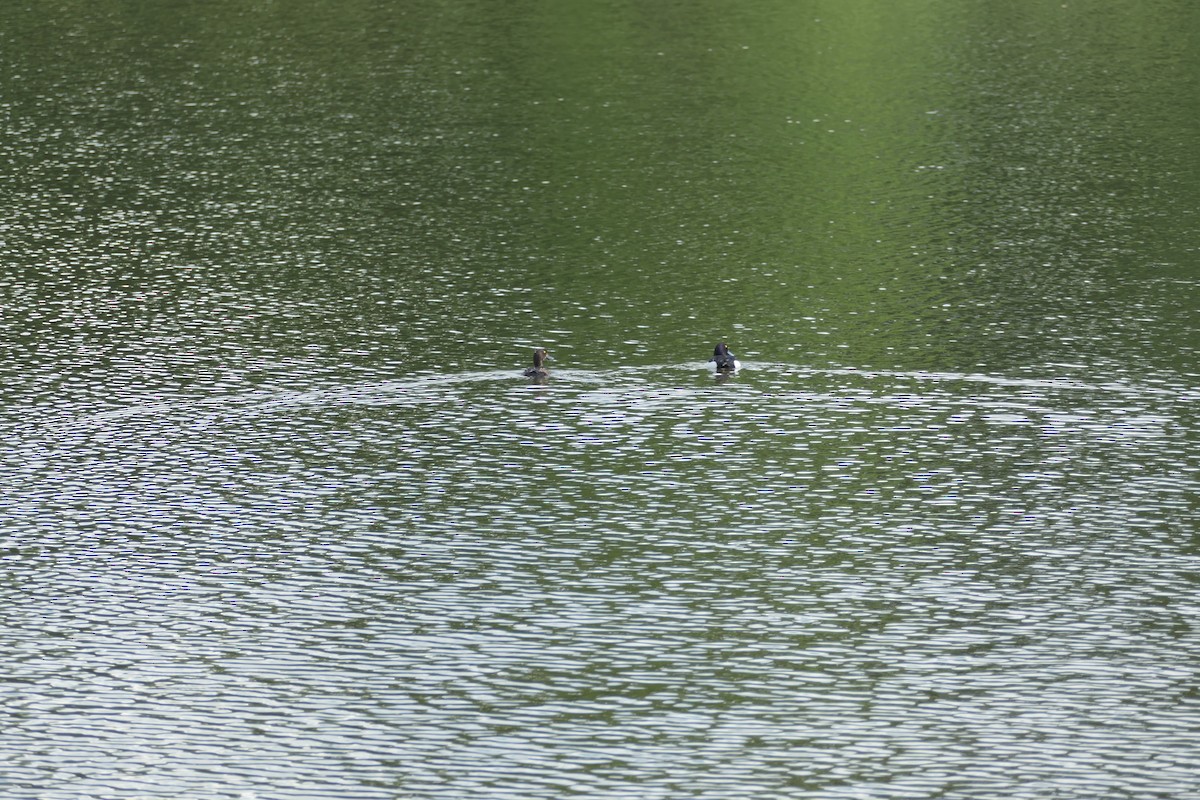 Tufted Duck - ML620704517