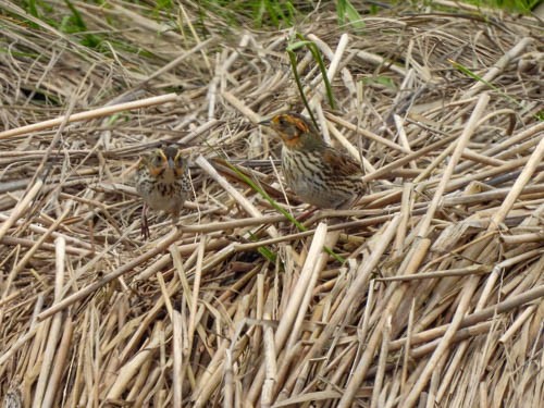 Saltmarsh Sparrow - ML620704524