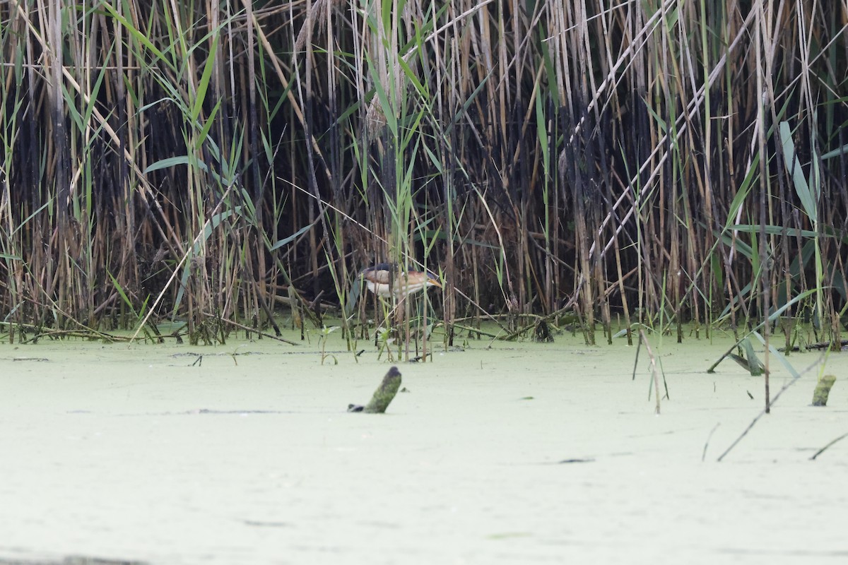 Least Bittern - ML620704525