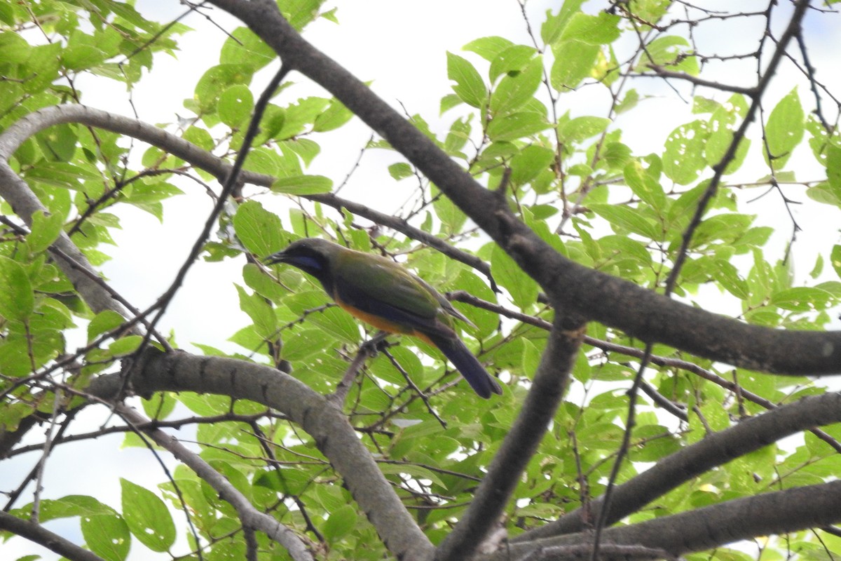 Orange-bellied Leafbird (Grayish-crowned) - ML620704527