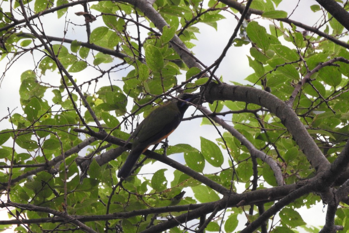 Orange-bellied Leafbird (Grayish-crowned) - ML620704528