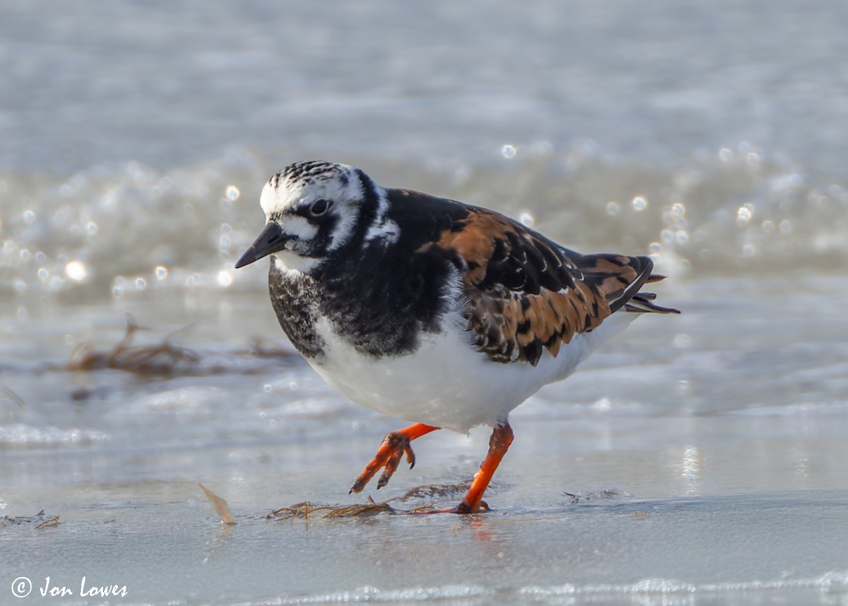 Ruddy Turnstone - ML620704529