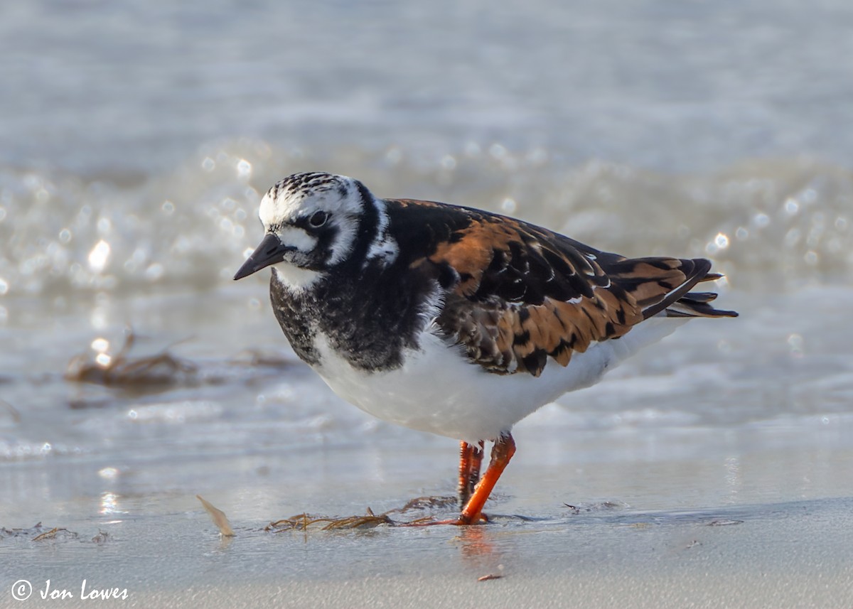 Ruddy Turnstone - ML620704530