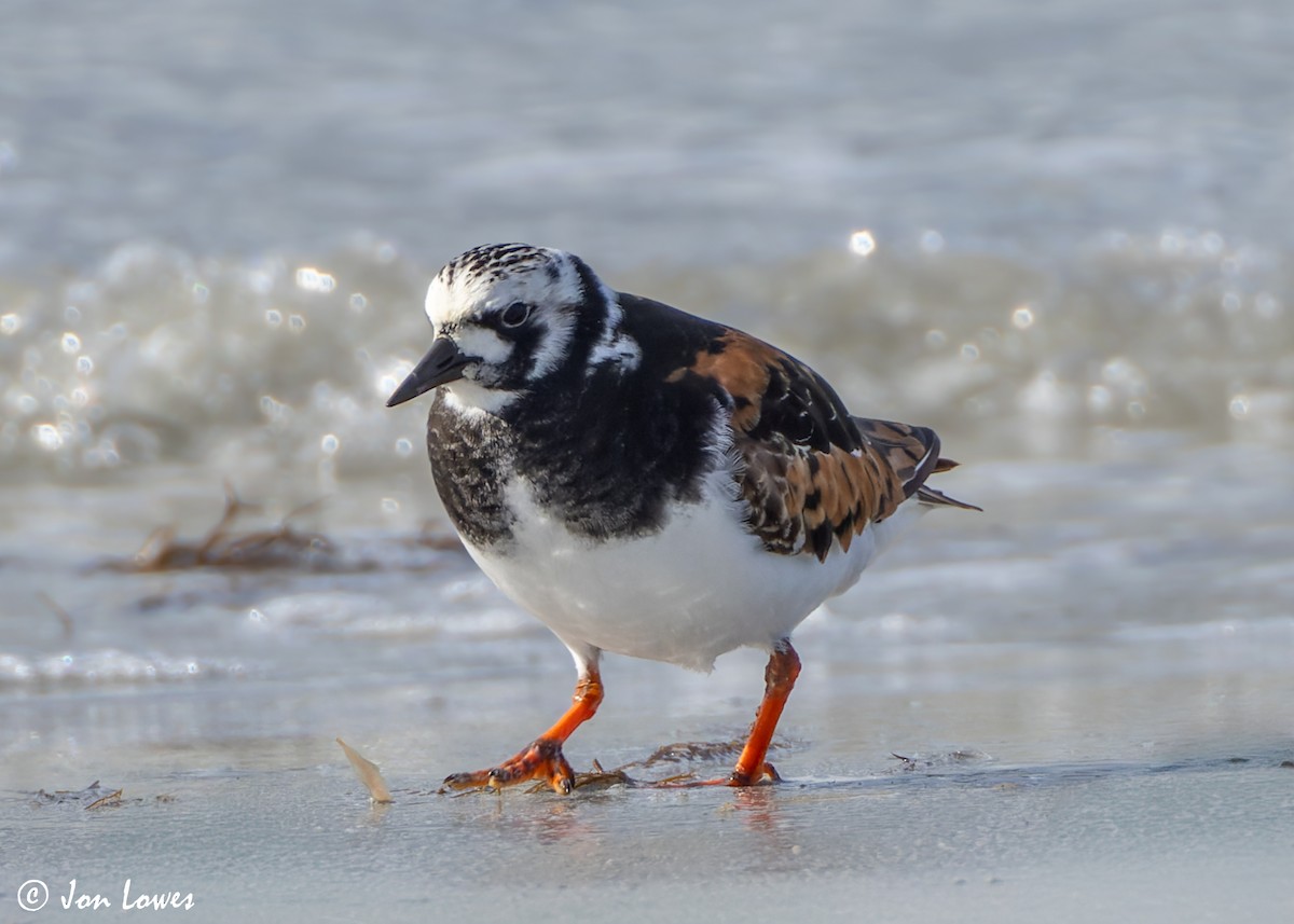 Ruddy Turnstone - ML620704531