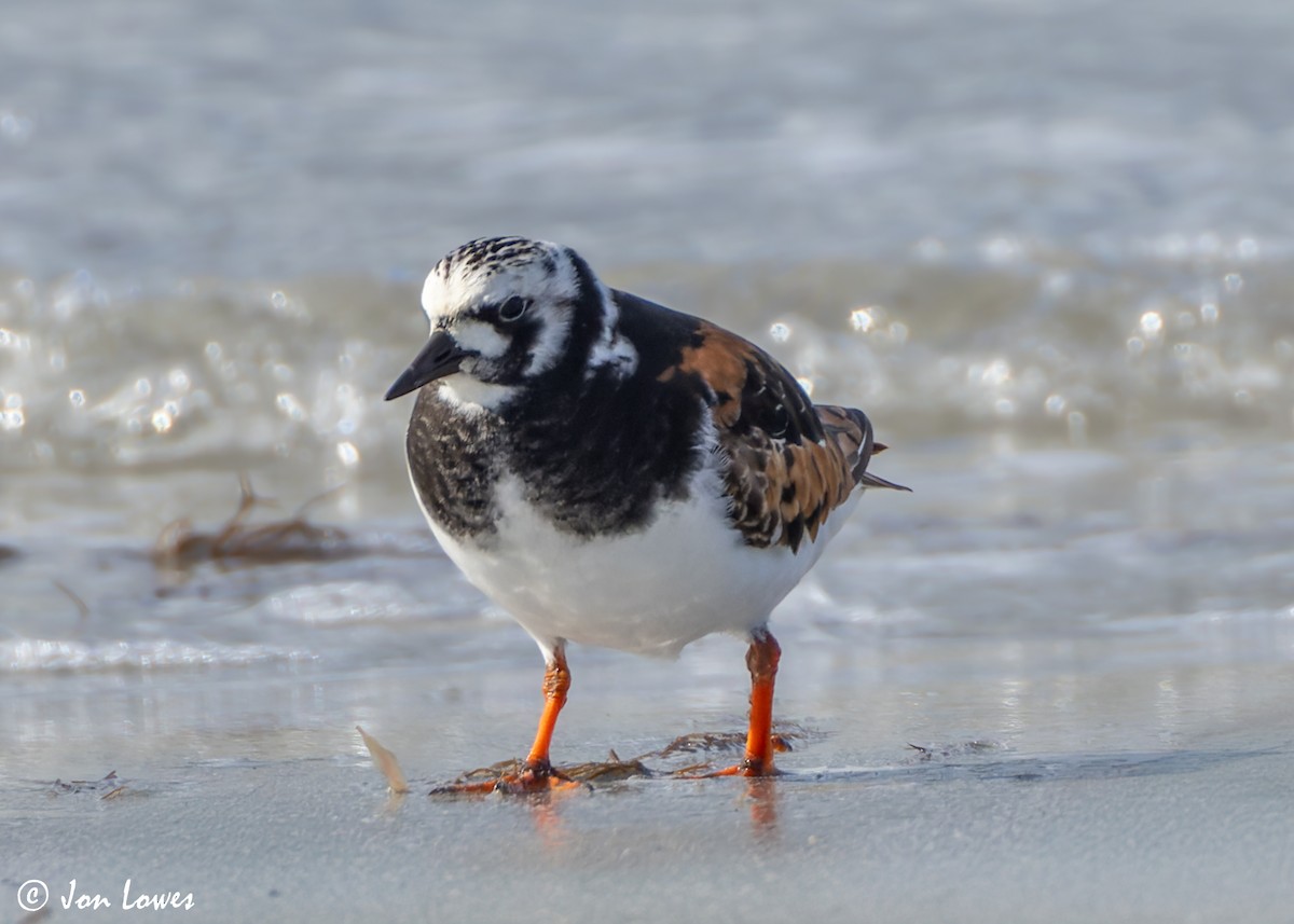 Ruddy Turnstone - ML620704532