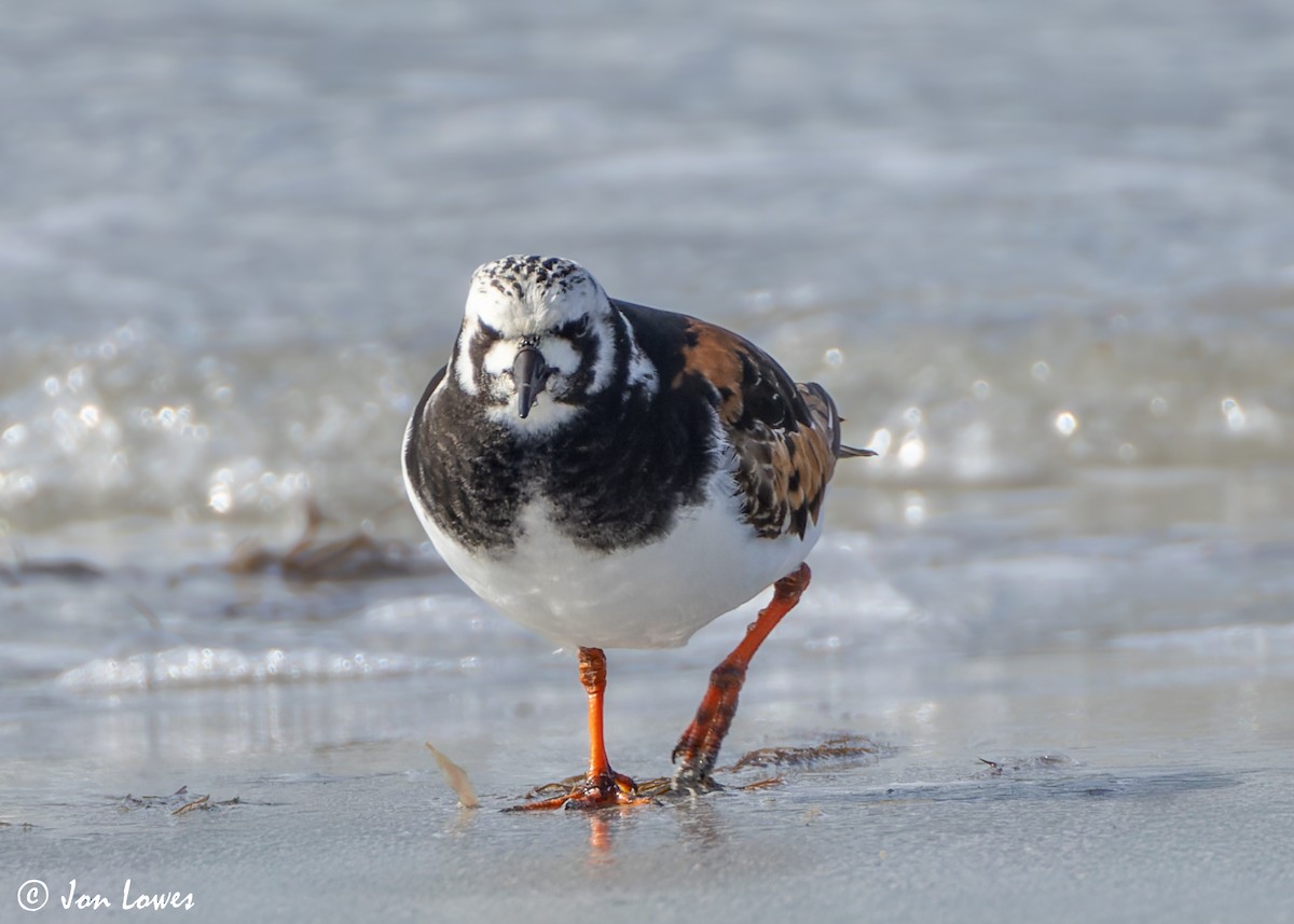 Ruddy Turnstone - ML620704534