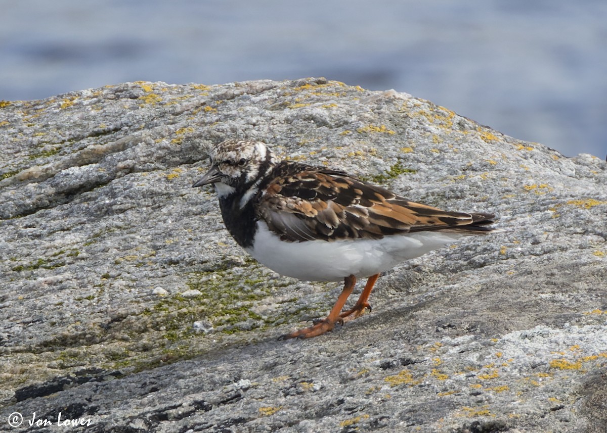 Ruddy Turnstone - ML620704535