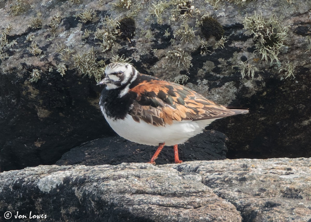 Ruddy Turnstone - ML620704536