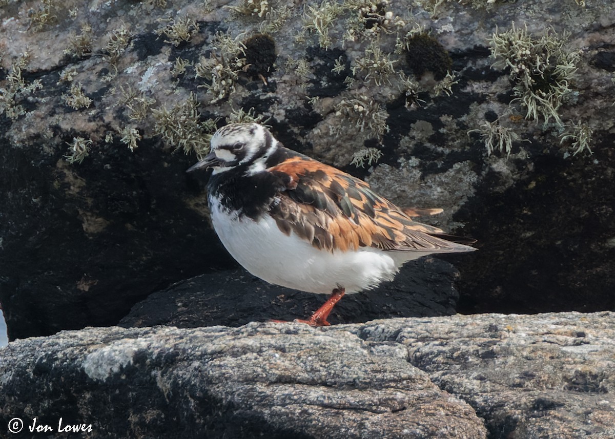 Ruddy Turnstone - ML620704537