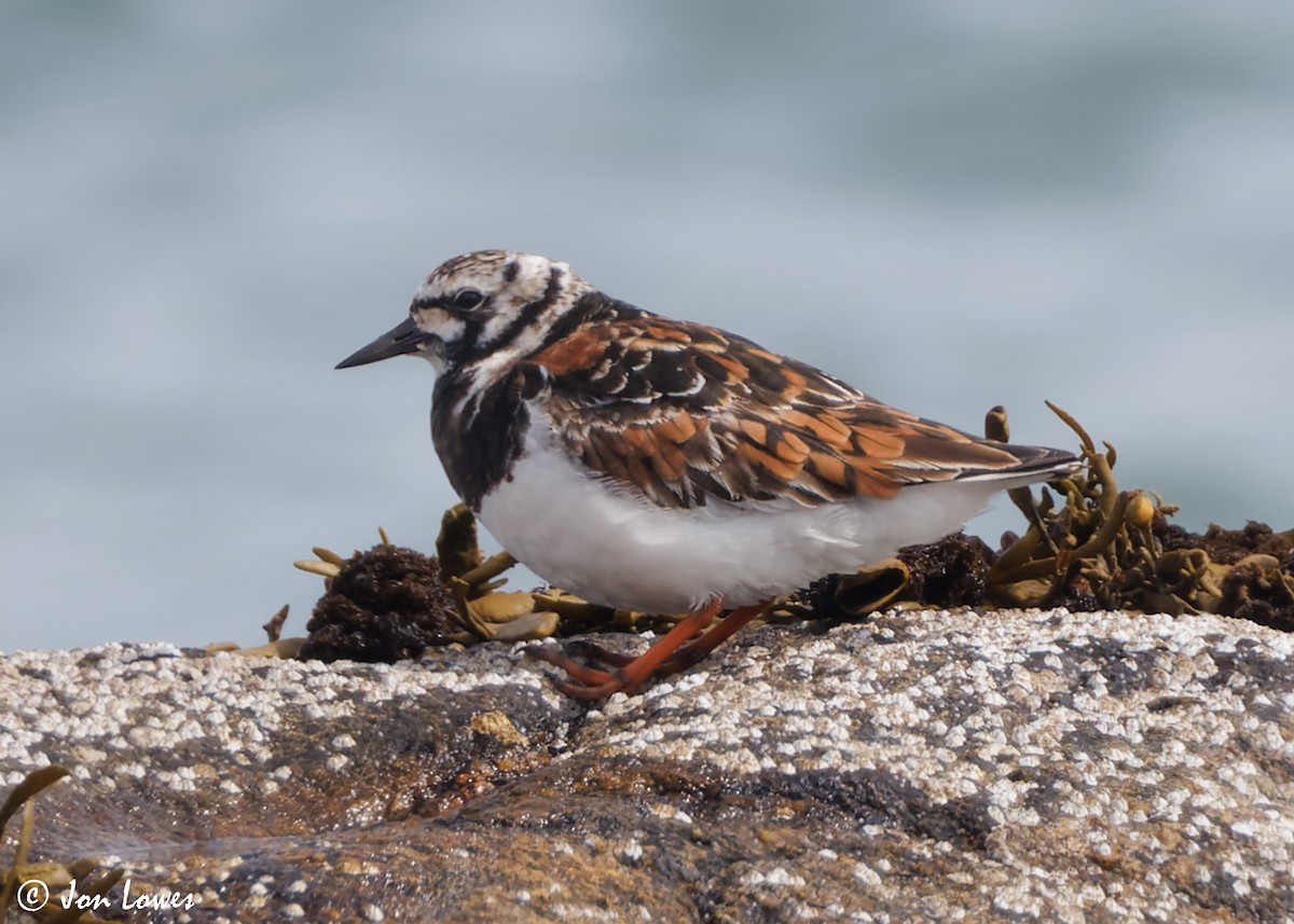 Ruddy Turnstone - ML620704539