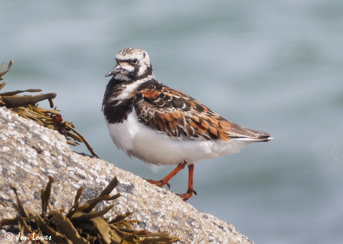 Ruddy Turnstone - ML620704540