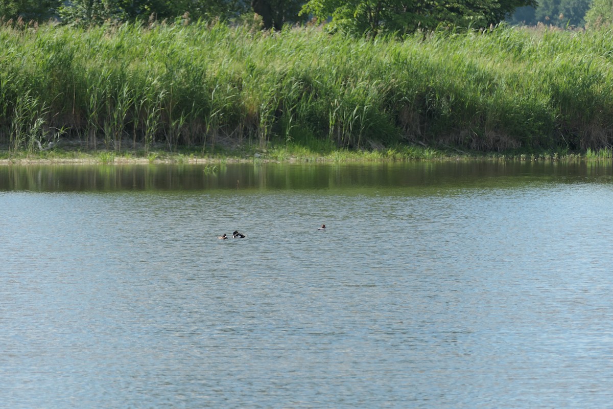 鳳頭潛鴨 - ML620704541