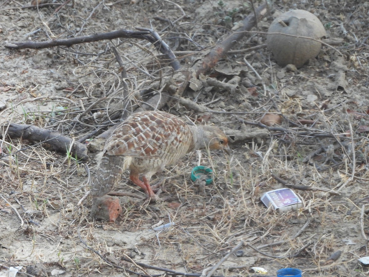 Gray Francolin - ML620704542