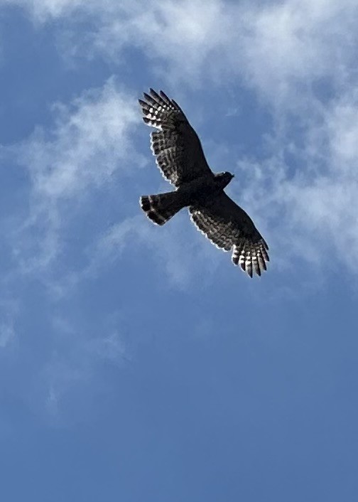 Red-shouldered Hawk - ML620704543