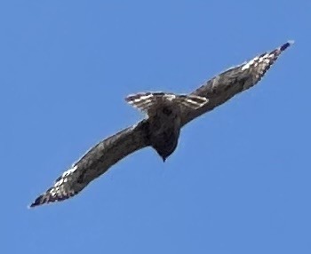 Red-shouldered Hawk - ML620704545