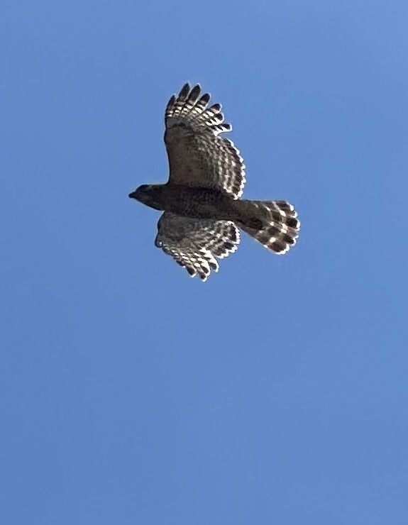 Red-shouldered Hawk - Charles Carn