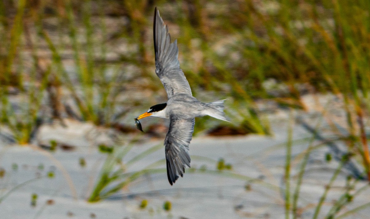 Least Tern - ML620704548