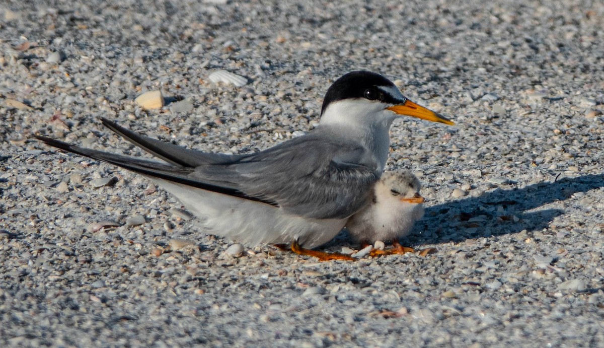 Least Tern - ML620704549