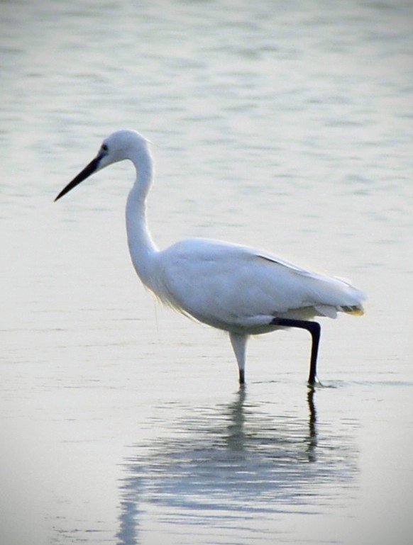 Little Egret - ML620704550