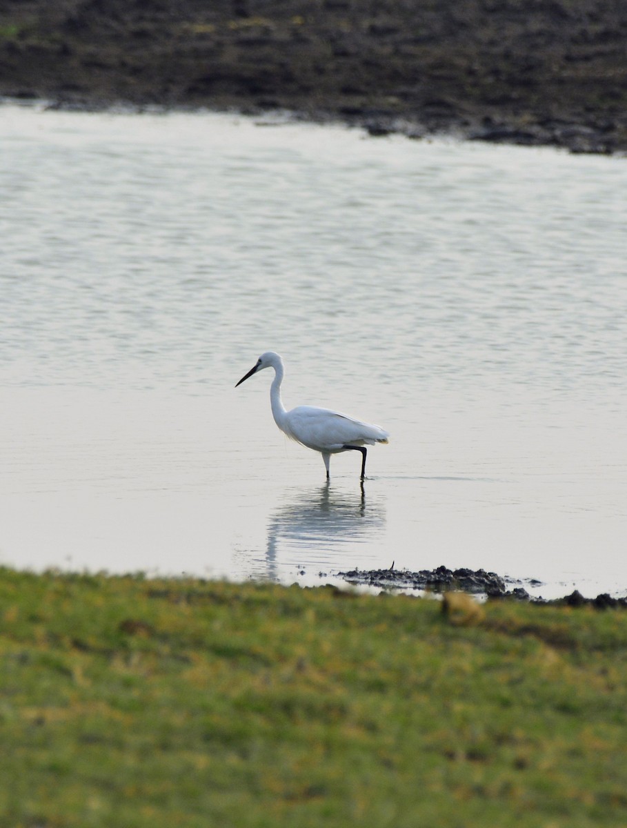 Little Egret - ML620704551