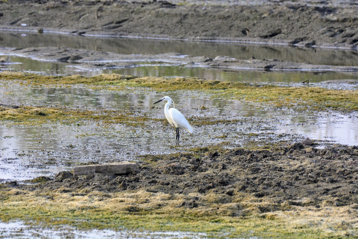 Little Egret - ML620704553