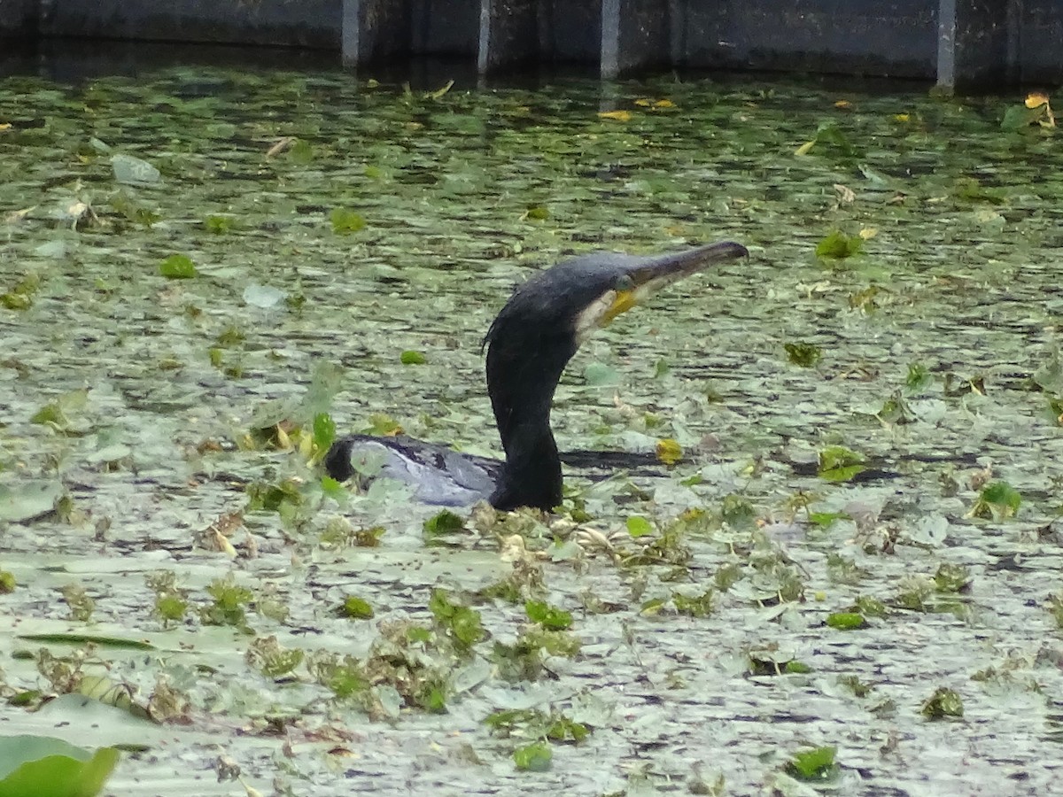 Great Cormorant - ML620704555