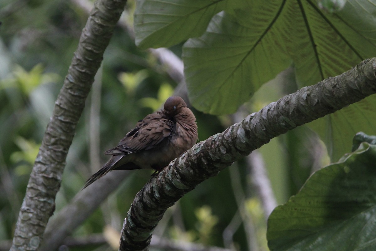 Mourning Dove - ML620704557