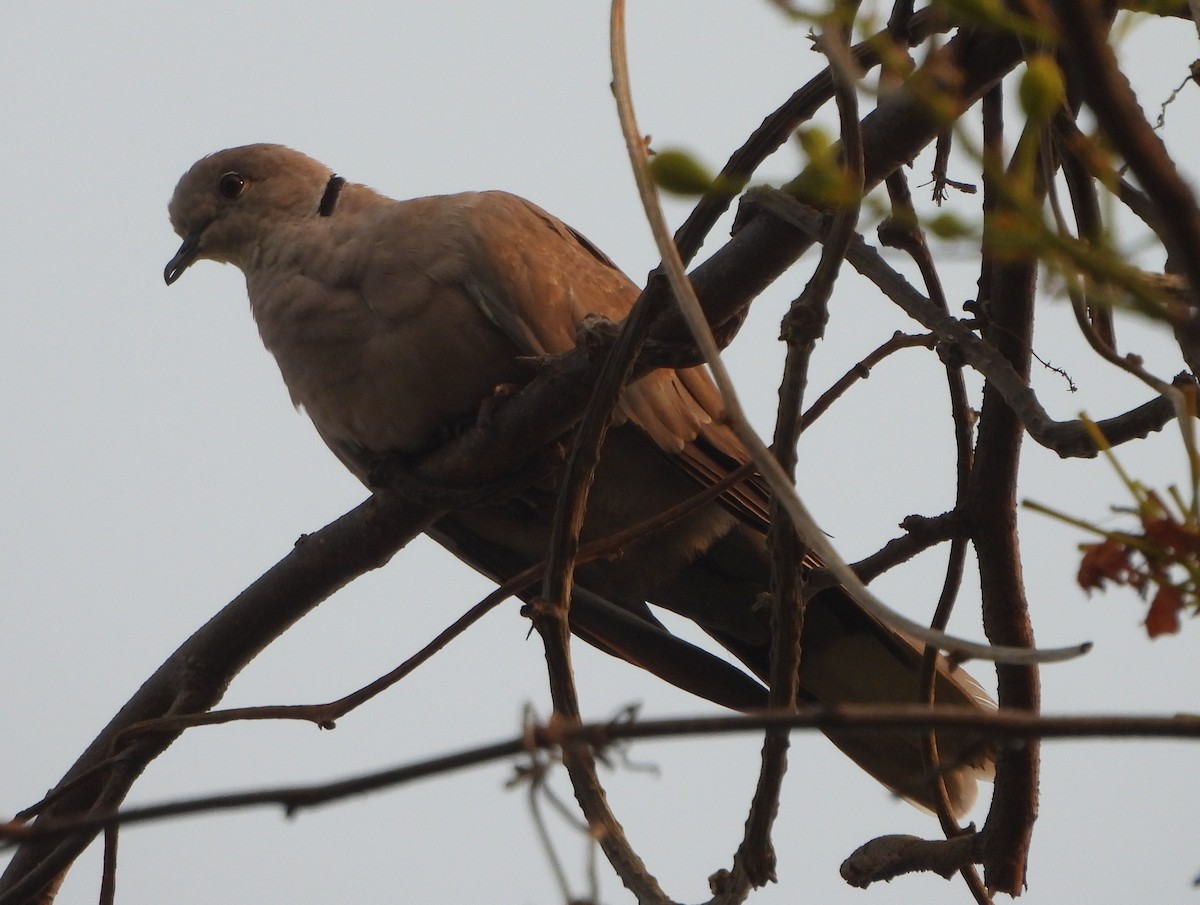 Eurasian Collared-Dove - ML620704559