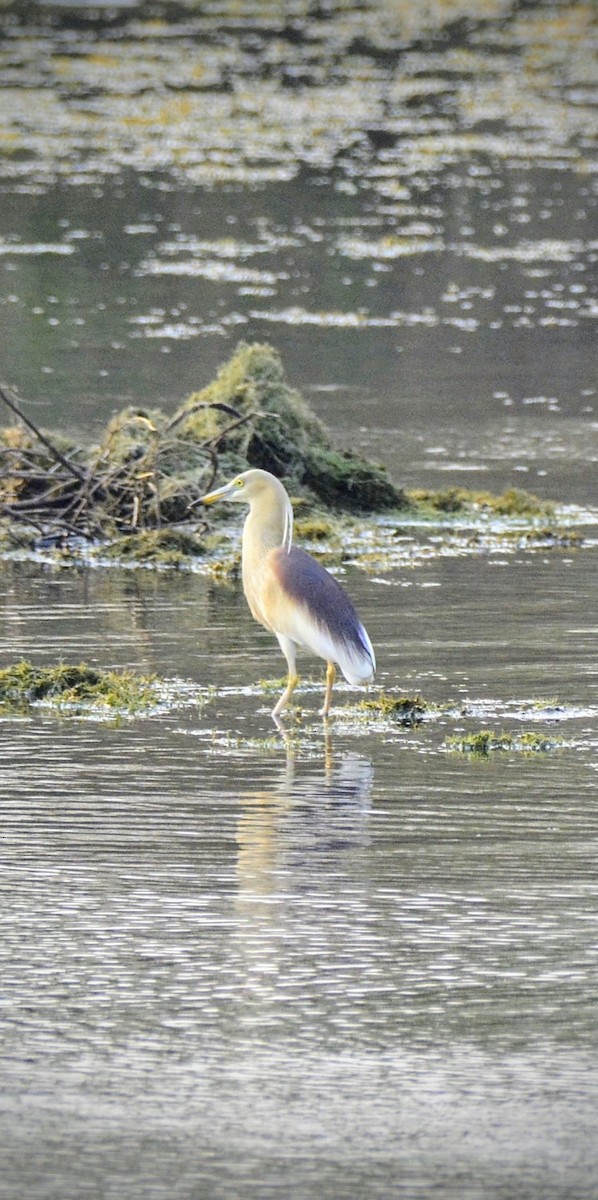 Indian Pond-Heron - ML620704560