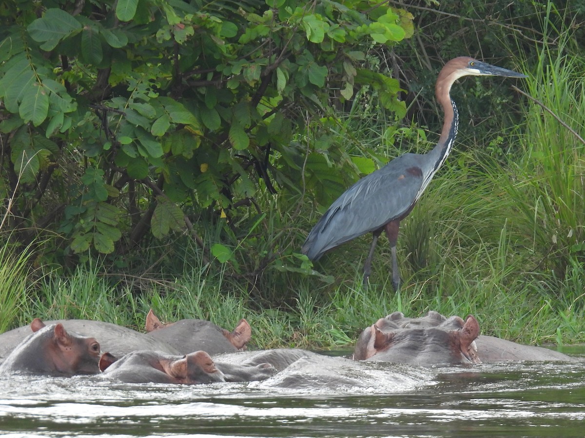 Goliath Heron - ML620704562