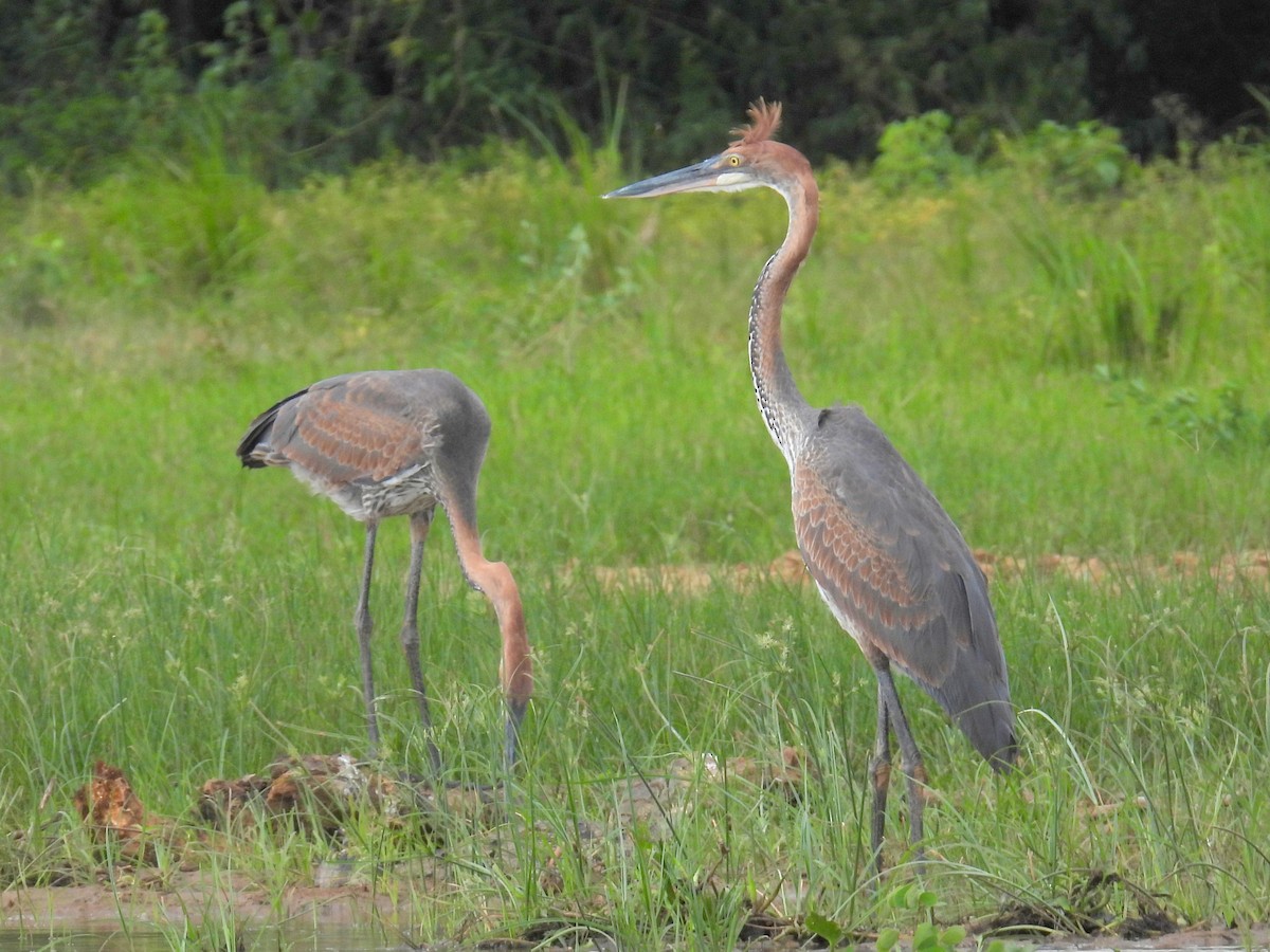 Goliath Heron - ML620704563