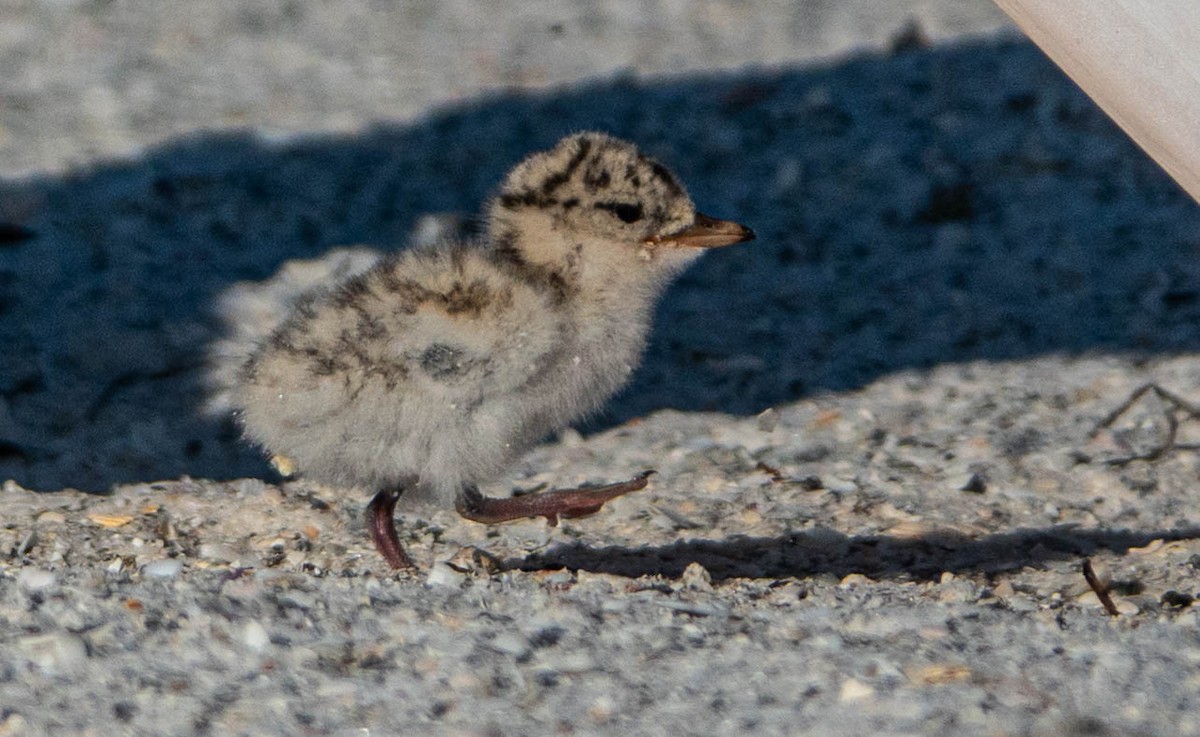 Least Tern - ML620704564