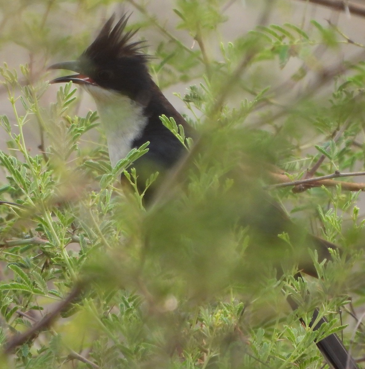 Pied Cuckoo - ML620704566