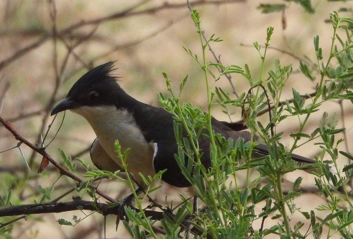 Pied Cuckoo - ML620704567