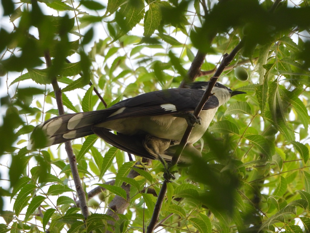 Pied Cuckoo - ML620704568