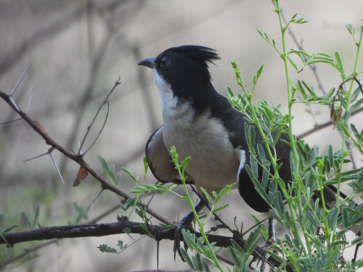 Pied Cuckoo - ML620704569