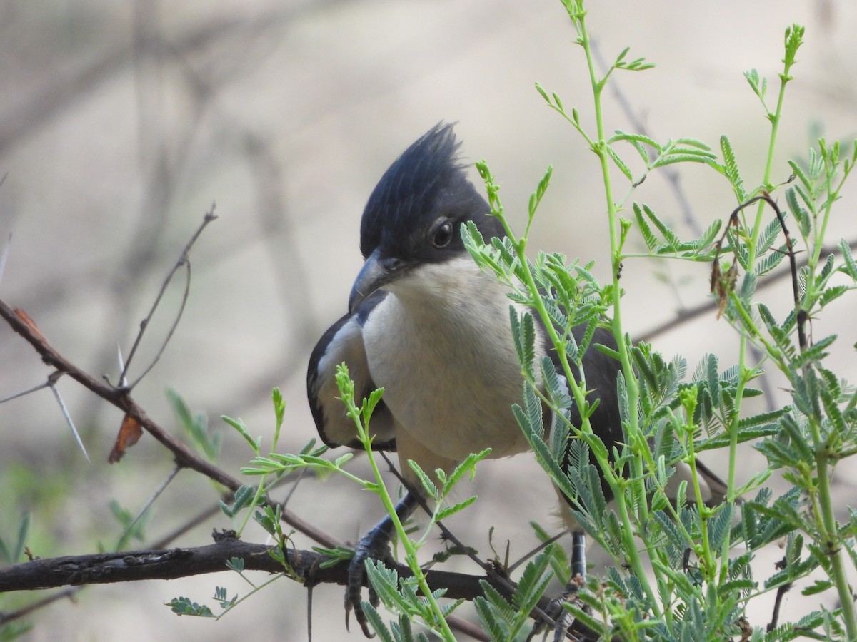 Pied Cuckoo - ML620704570