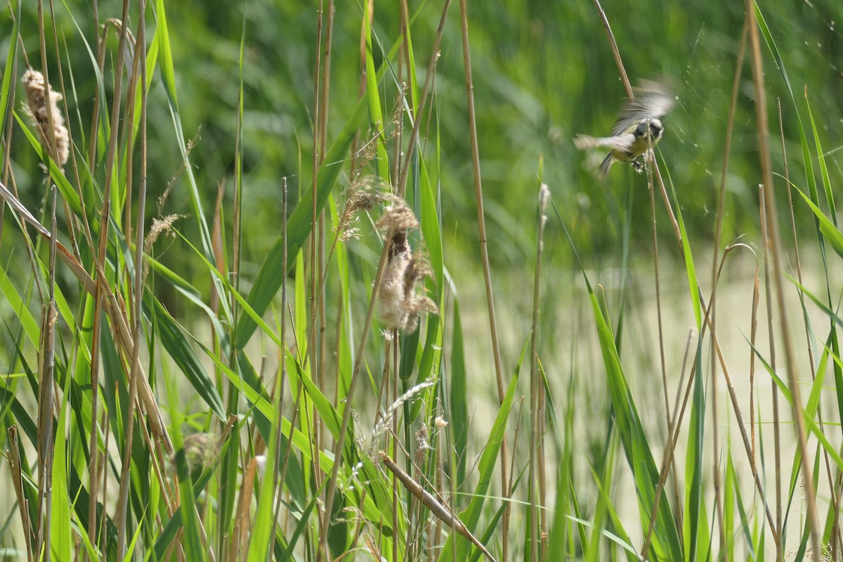 Eurasian Blue Tit - ML620704572