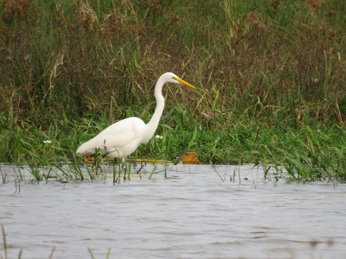 Great Egret - ML620704573