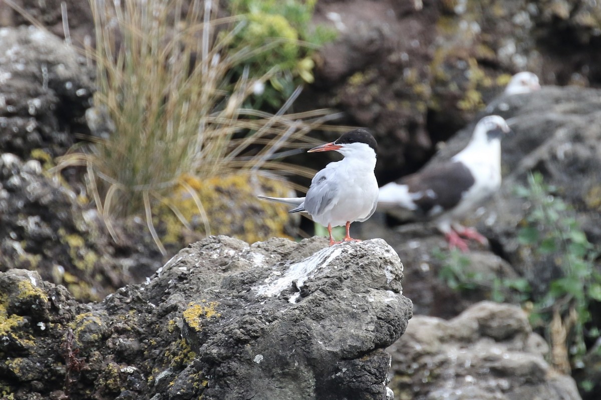 Common Tern - ML620704574